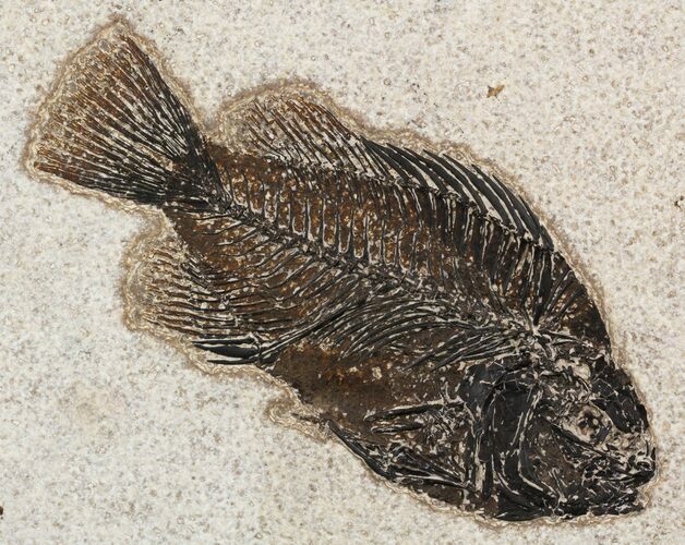 Cockerellites (Priscacara) Fossil Fish - Wyoming #51431